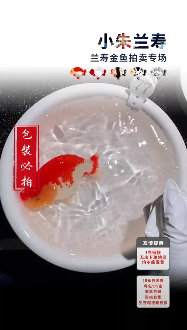 金鱼包装必拍未拍顺丰到付77号