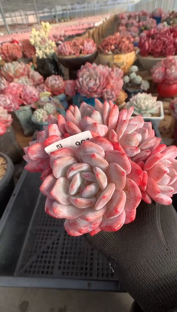 901雪天使多肉植物一物一拍