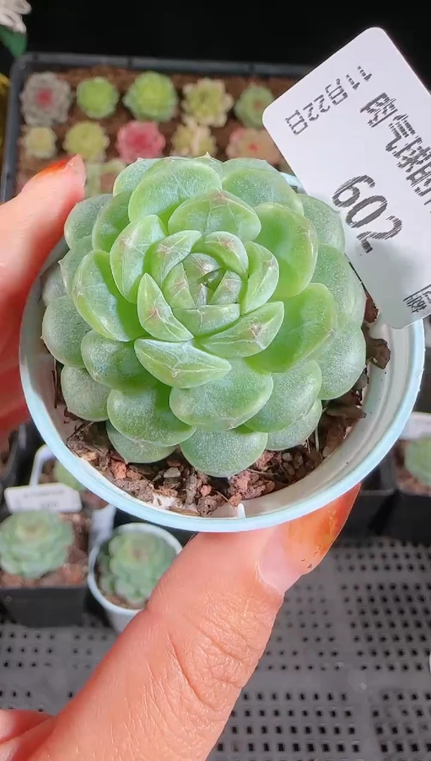 1122-602p3-9群生不包整