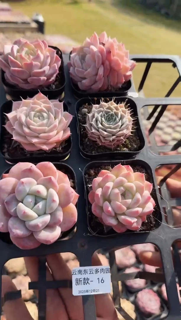 东云多肉园新款-16