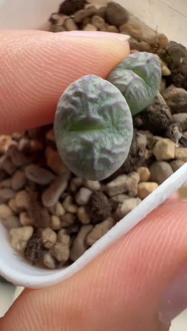 156超级无敌爆炸好看的美肉。。。。。。。。