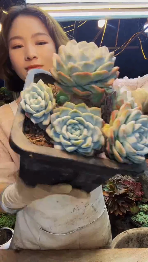 大冰玉老桩脱土包邮