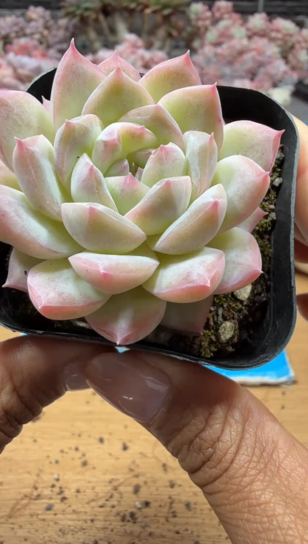 东云多肉园二店-198