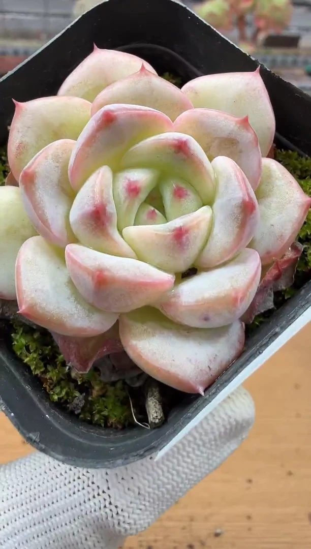 东云多肉园二店-160