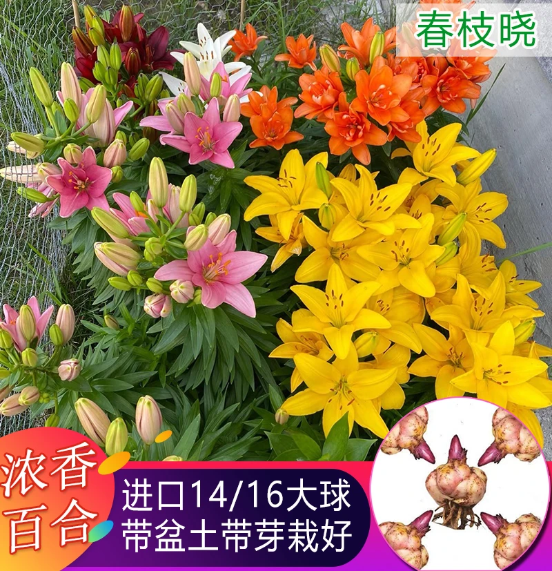 【带芽发货】香水百合重瓣耐寒好养室内盆栽庭院正宗百合花盆栽