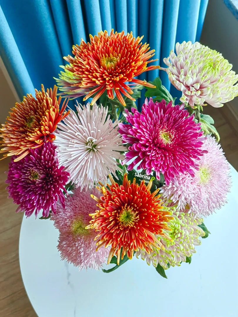 【花努力单头菊】高品质大头混色菊 全场任意满两单鲜花包邮（坤）