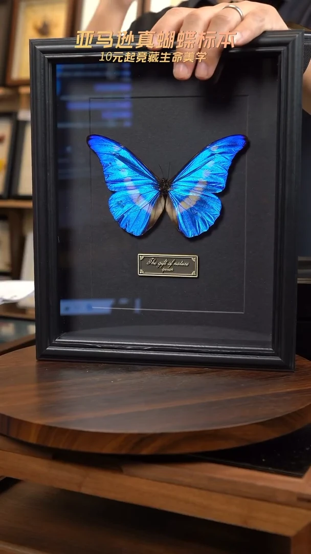 蝴蝶标本摆件竞拍光明女神闪蝶N218