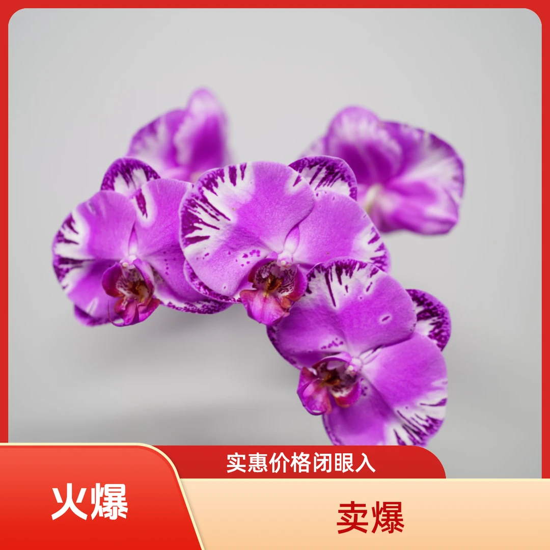 朝暮里蝴蝶兰【大洋靓女】（2.8寸）全花开花珠发货