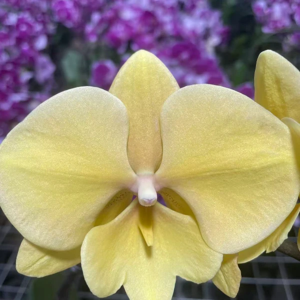 （金龙）蝴蝶兰 室内高端兰花1棵