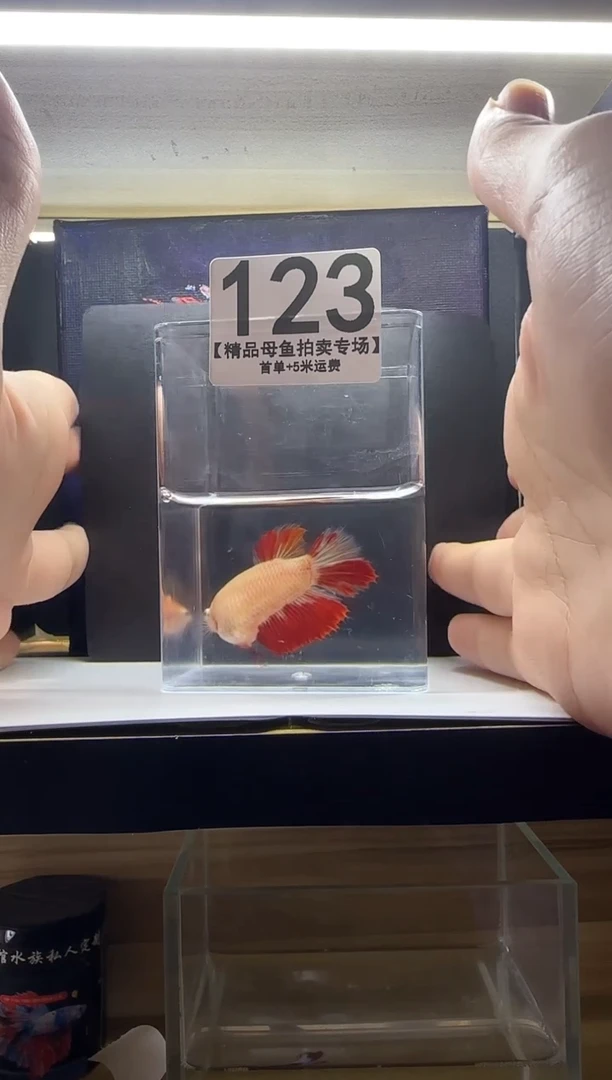 斗鱼母鱼编号：123