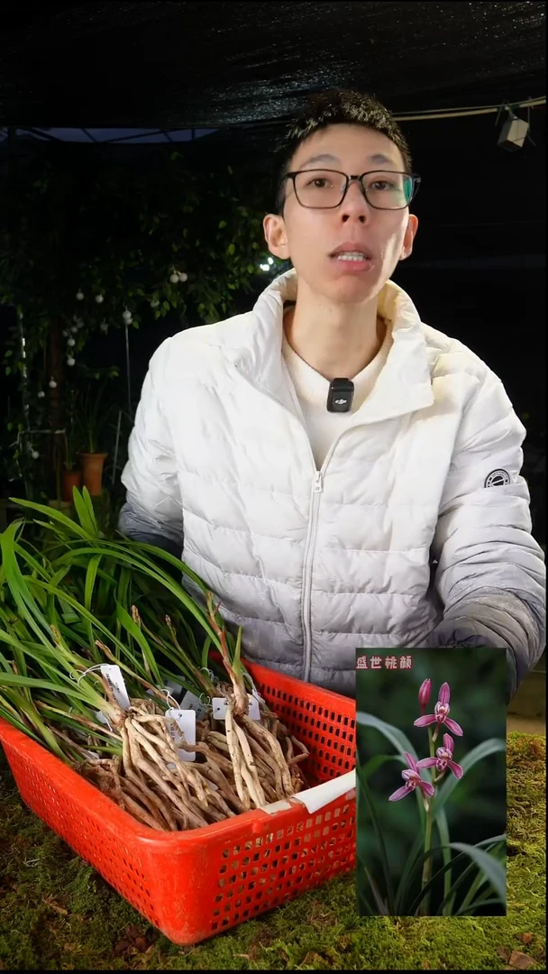 当前无花栽培后可以开花建兰-盛世桃颜（前垄单苗带花苞）