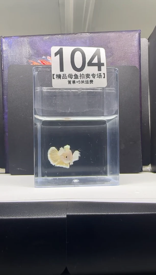 斗鱼母鱼编号：104