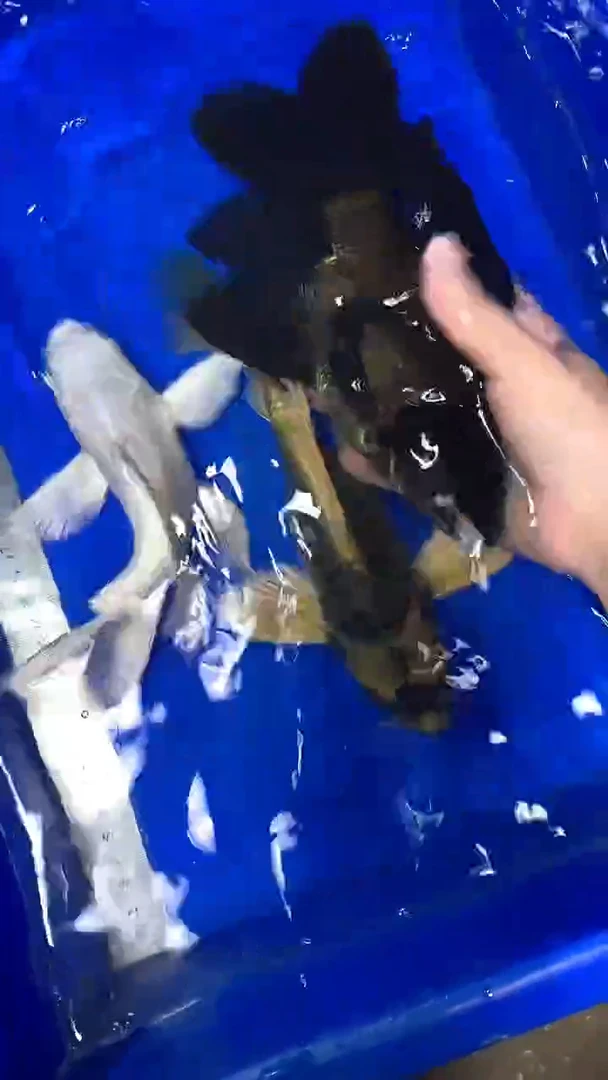 蝴蝶鲤鱼蝴蝶鲤直播选鱼专用链接