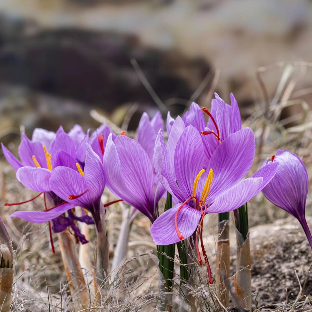 【藏红花种球】多年生庭院阳台球根花卉四季观赏植物简单易种耐寒