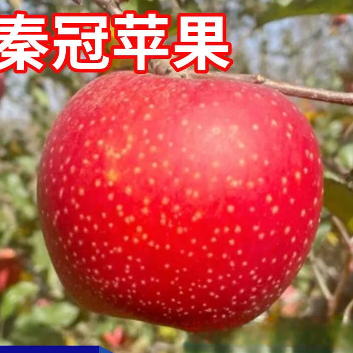 秦冠苹果树苗南北方地栽庭院盆栽种植大果嫁接果树活苗