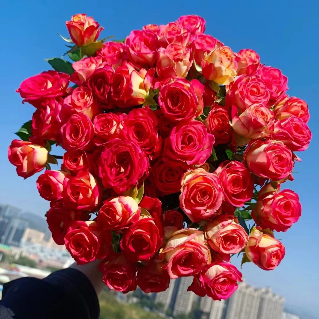 【盼盼520宠粉】爱丽丝泡泡 一单陆运/两单升级冷链发 云南鲜花基地