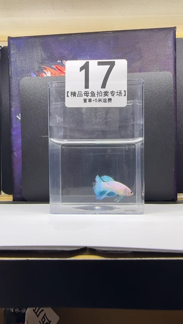 斗鱼母鱼编号：17