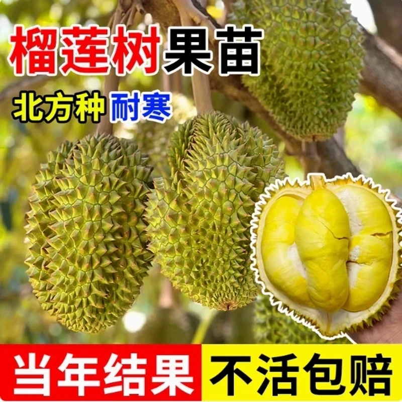 【当年结果】正宗榴莲 果树苗 南方北方 可种可地栽盆栽耐寒xs