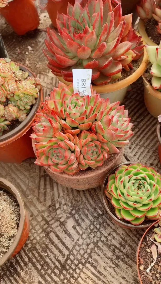 暗*跃跃精品多肉26188