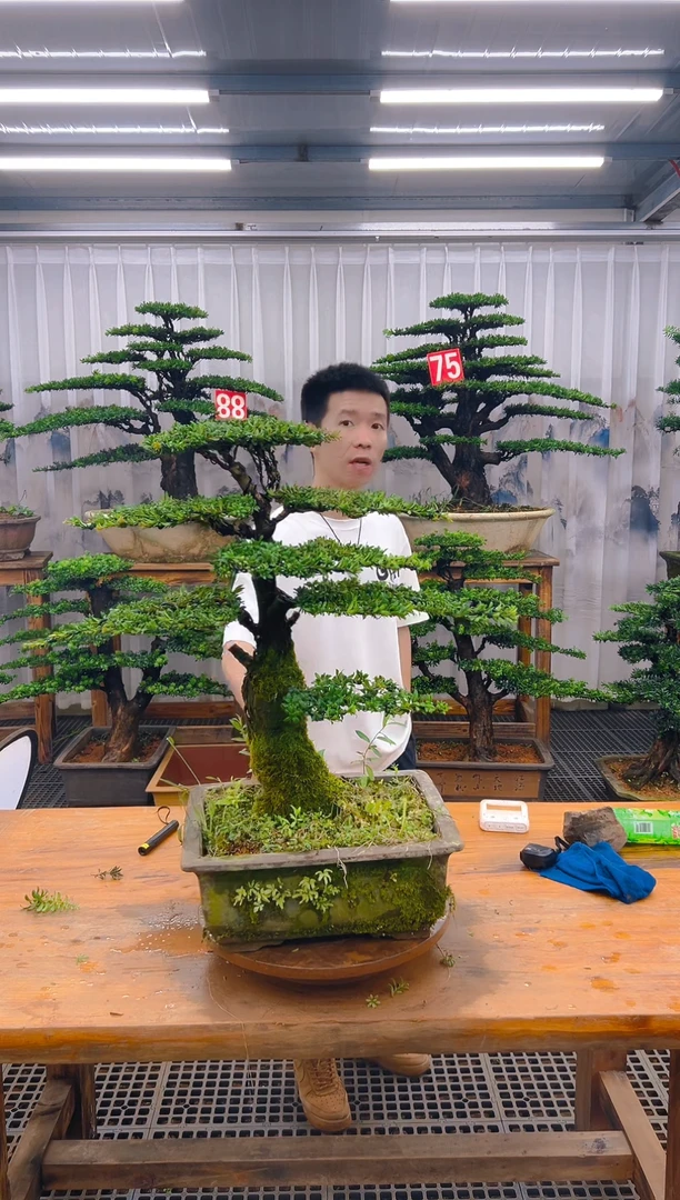 无花朵精品盆景直播间一物一拍