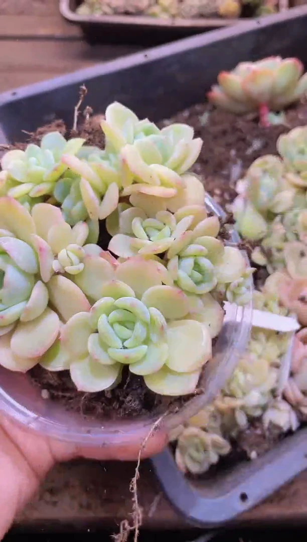 【闪购商品】136宝宝绿量拍1盒