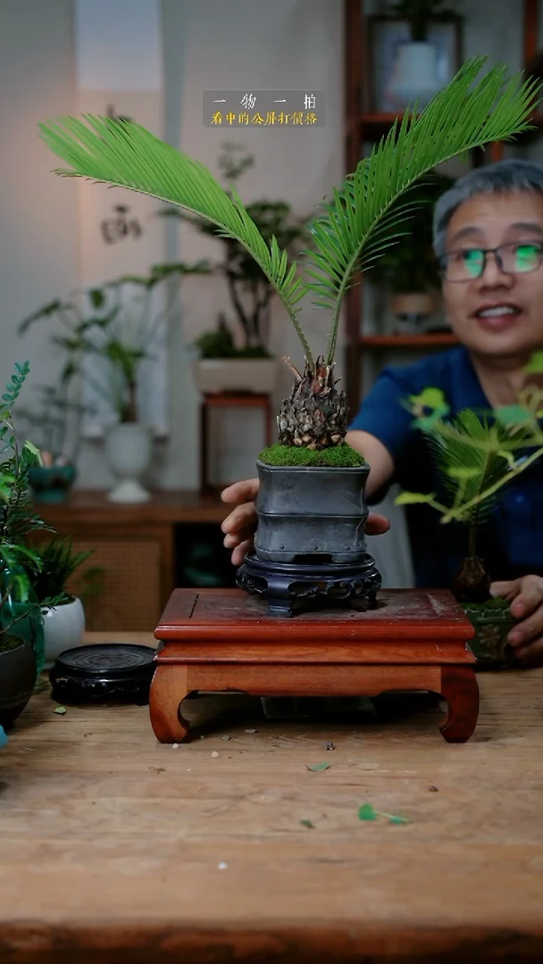 不开花植物青****草铁树269