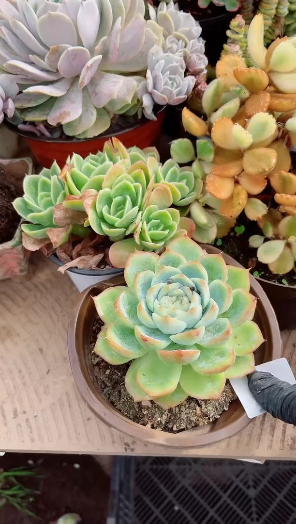 小*光多肉植物一物一拍17127