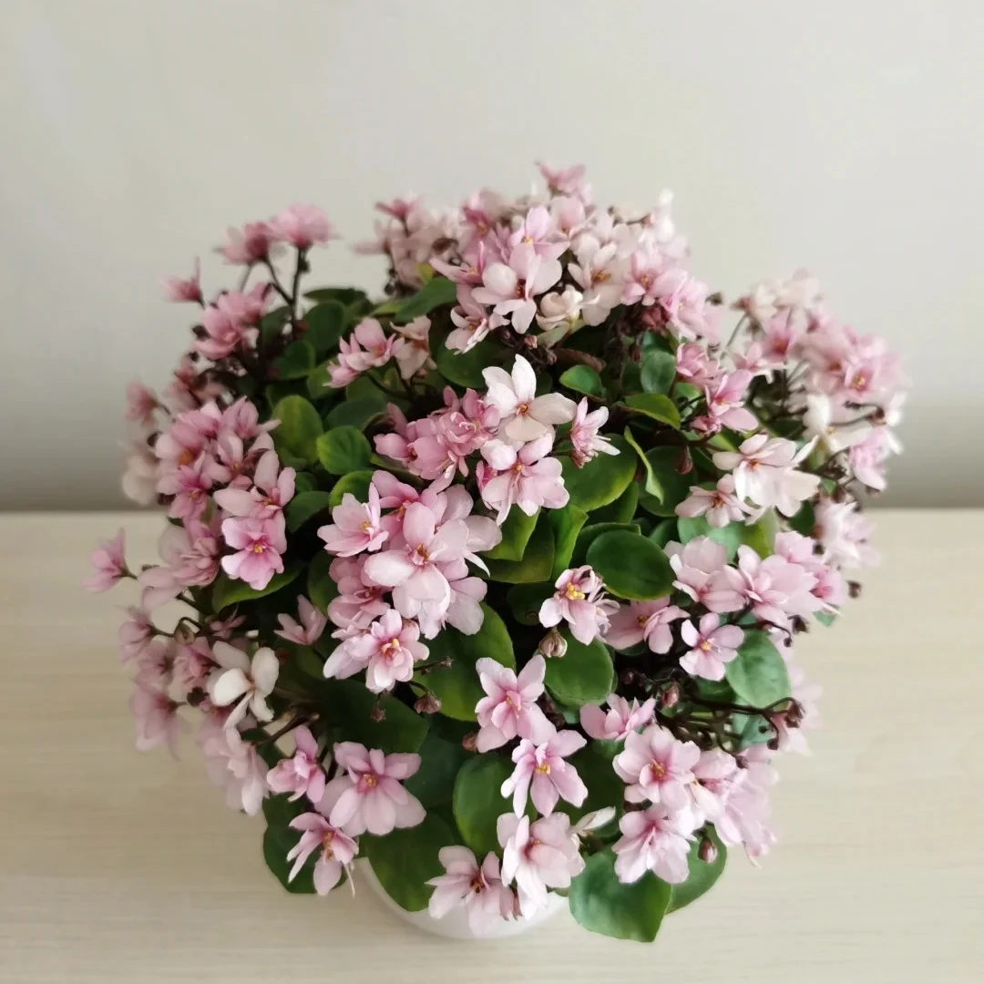 香草悬垂 悬垂款非洲堇9.5cm盆  紫罗兰 四季室内开花 多年生