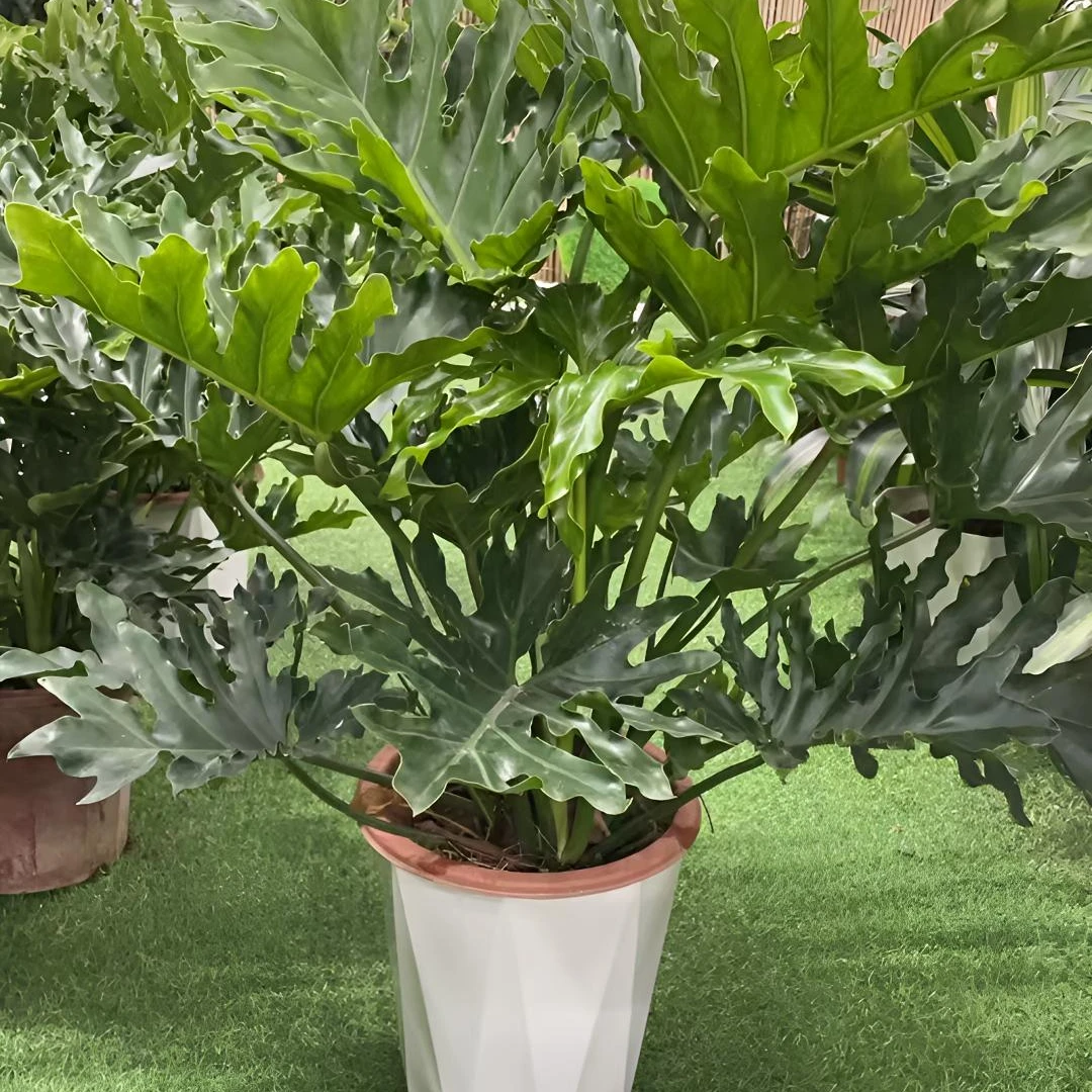 龙鳞春羽绿植盆栽可水培室内客厅办公室净化空气好养植物