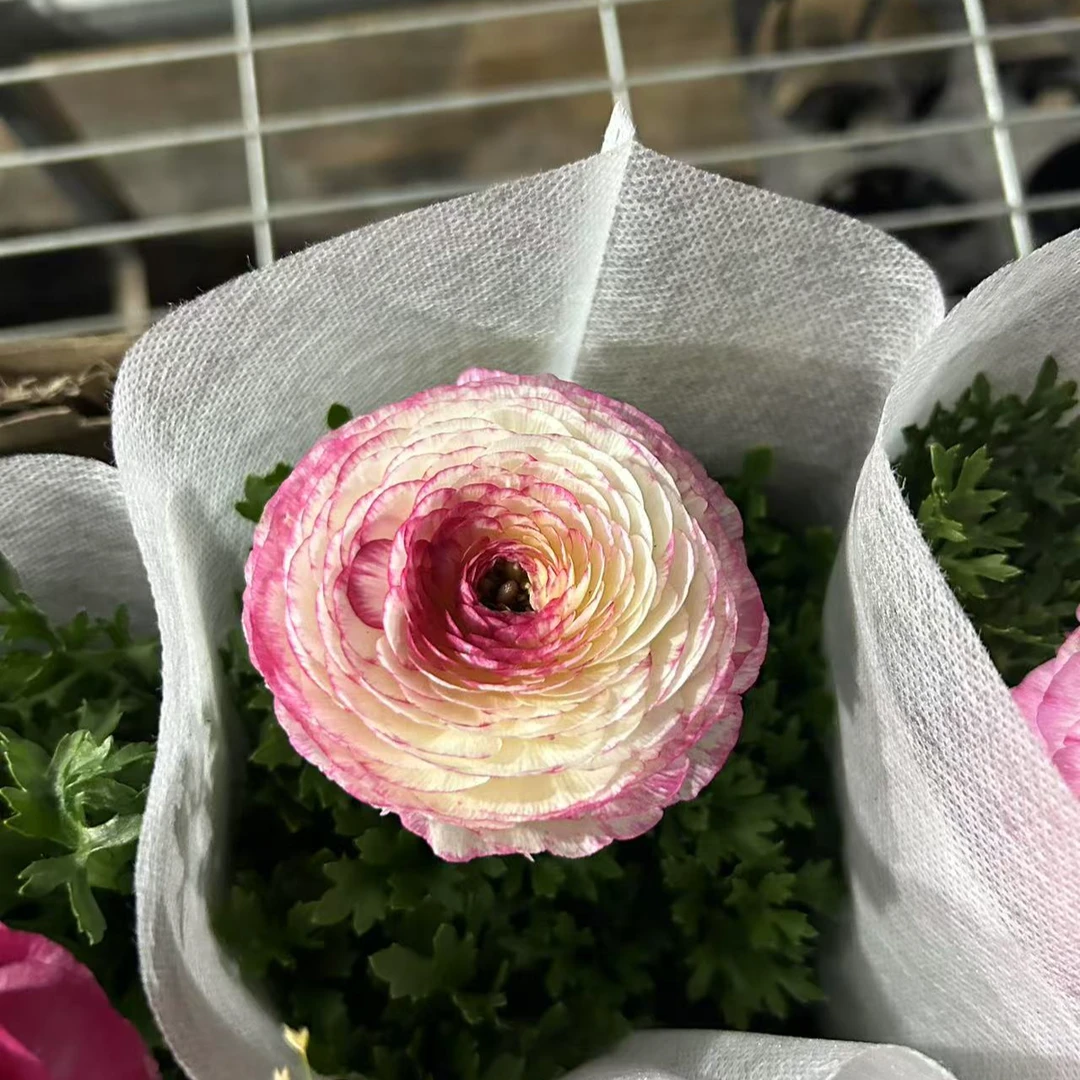 福利款芹叶牡丹一颗