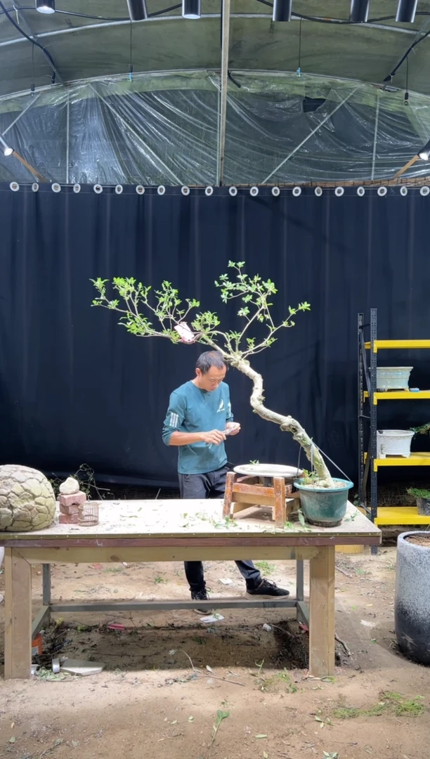 当前无花朵，栽培后可花朵老*  海岛栀子花