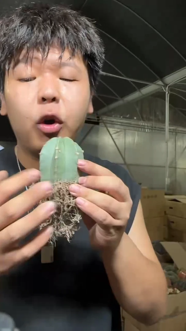 2颗 单头 微刺虾 实生根