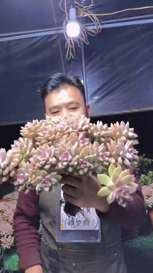 196淡雪缀化一物一拍