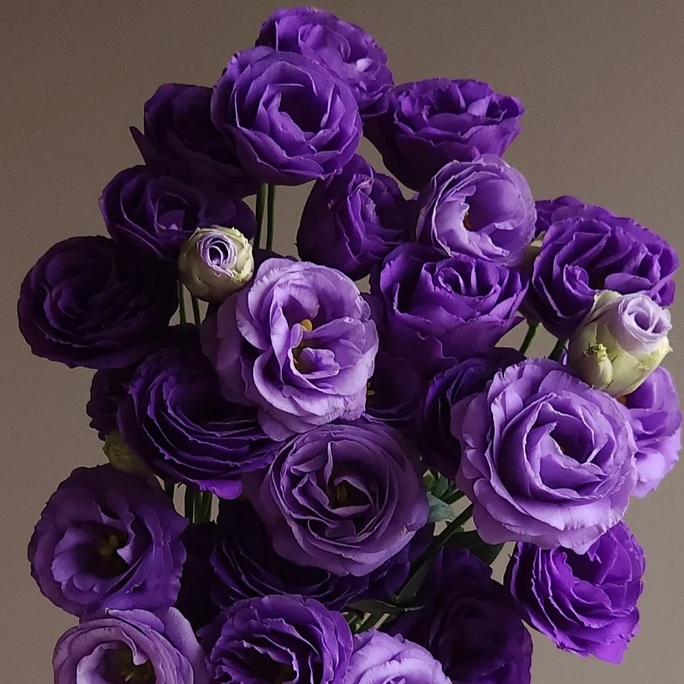 0.6KG 3拼紫色洋桔梗鲜切花高品质花期长家居插花礼物 云南基地