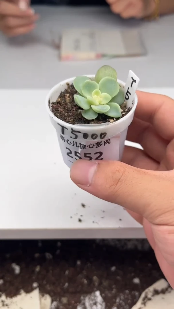 2552 t5000多肉植物