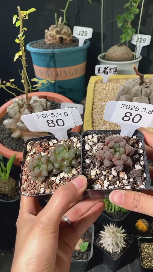 【闪购商品】玉露3.8.80