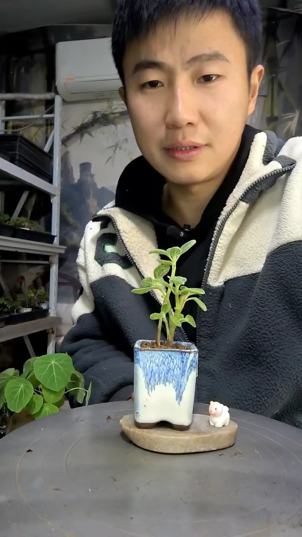 明**光中青园艺一物一拍406