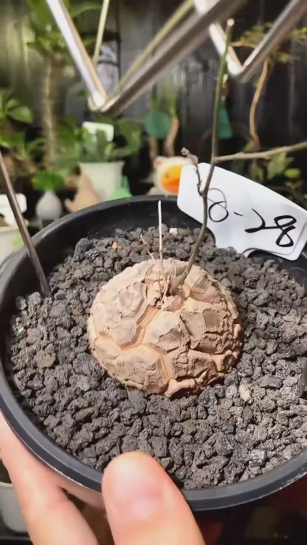 8-28号812甄选南非龟甲龙单颗