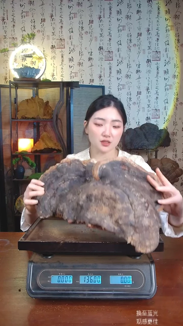 红缘拟层孔菌中国大陆【藏区 野生】红缘树舌（5.38斤）50-60年份