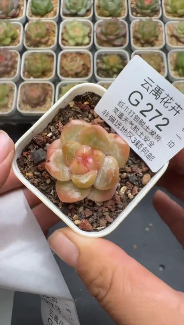 272G云禹多肉植物 脱土纸巾打包 3颗包邮