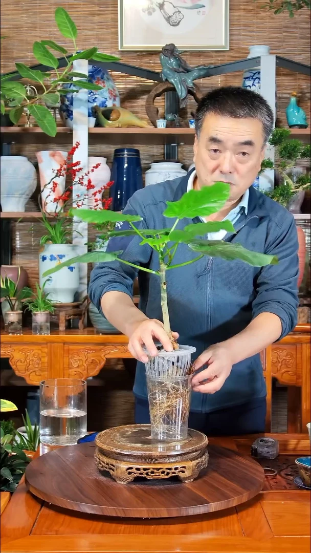 无花朵星*蓝水之韵水培爱心榕
