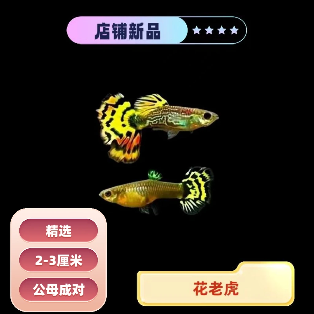 花老虎 孔雀鱼 经典品系 观赏鱼 好养耐活