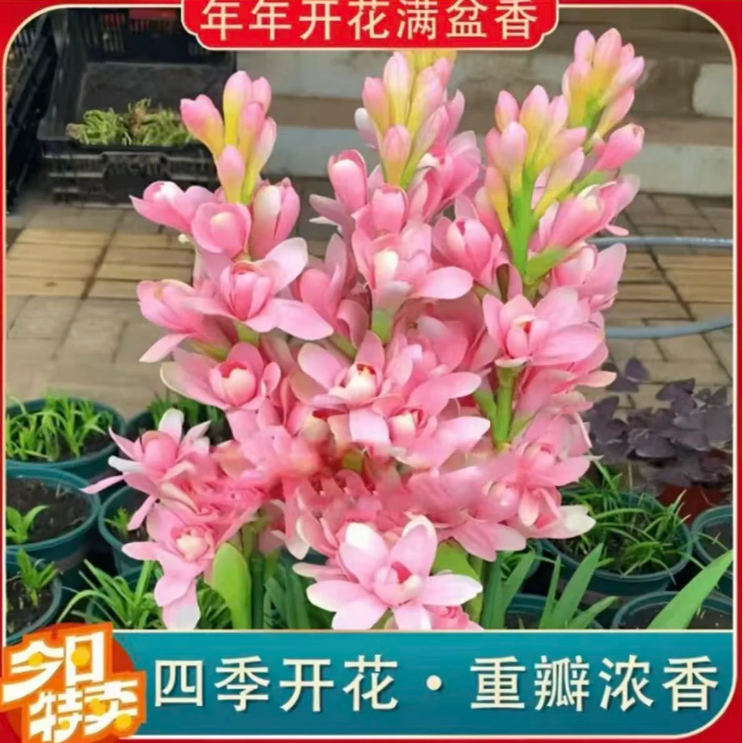 【晚香玉种球】晚香玉种球四季种植盆栽阳台