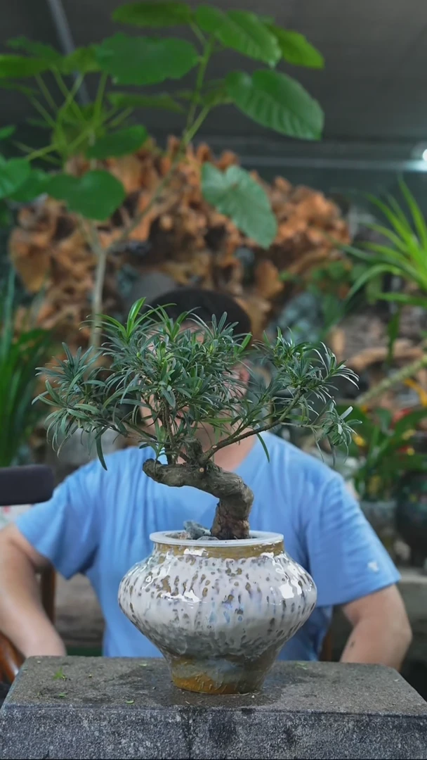 完全开放罗汉松088