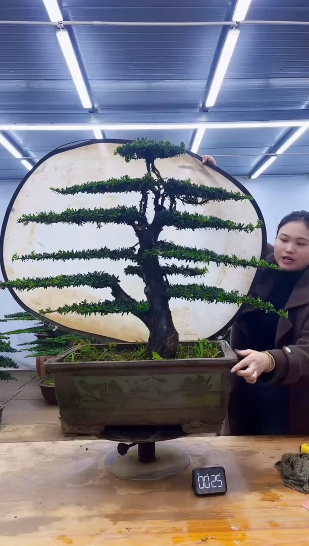 无花朵一物一拍，所见即所得