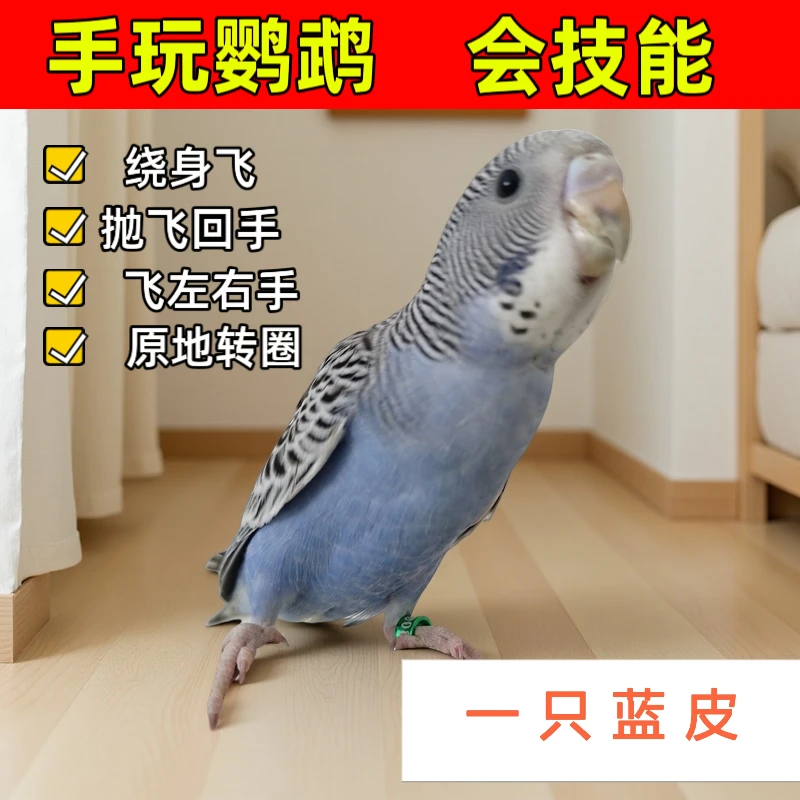 手养鸟 会技能的小鹦鹉 亲人粘人  一物一拍