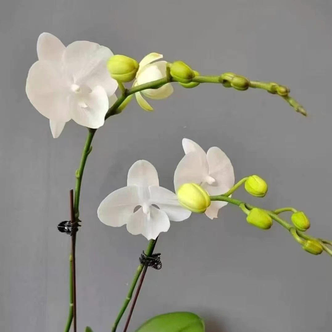 【超群白天鹅】精品蝴蝶兰花室内阳台办公室高端花卉绿植盆栽年宵花