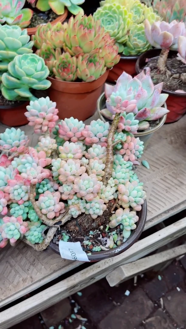 ?****?06059多肉植物一物一拍