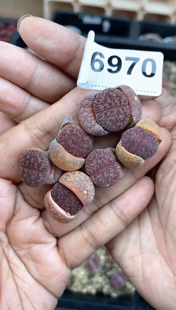 【闪购商品】6970直播一物一拍