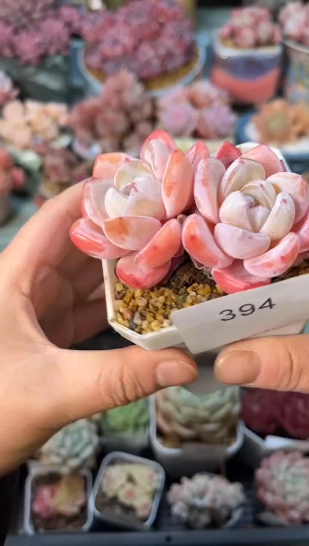 394双头糖果多肉